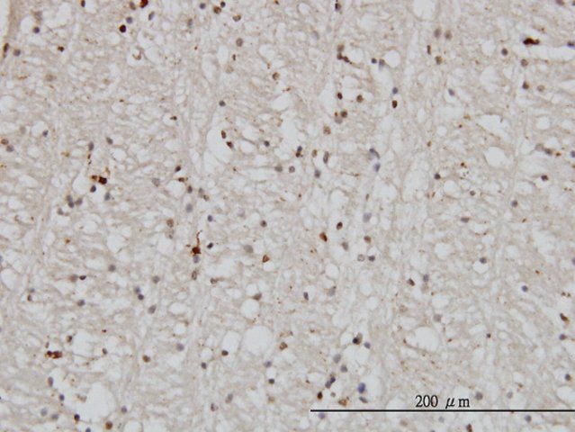 Monoclonal Anti-DNAJB2 antibody produced in mouse