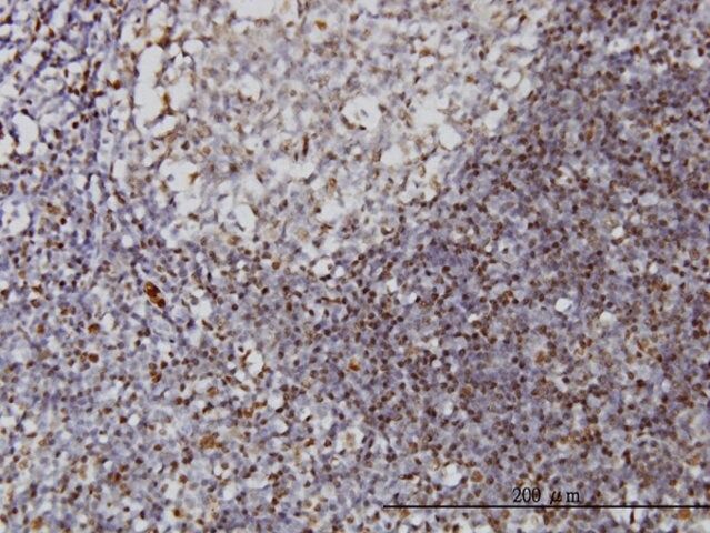 Monoclonal Anti-IFI16 antibody produced in mouse