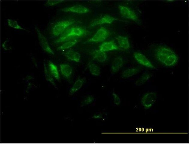 Monoclonal Anti-SYT11 antibody produced in mouse