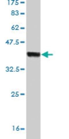 Monoclonal Anti-HECTD1 antibody produced in mouse