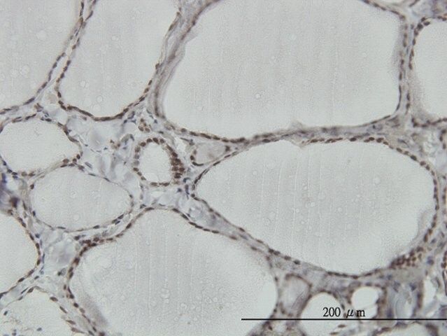 Monoclonal Anti-HNRPM antibody produced in mouse