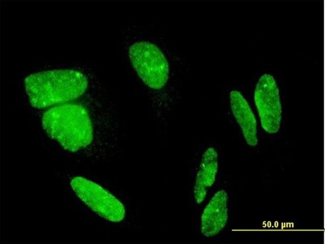 Monoclonal Anti-FLJ23834 antibody produced in mouse