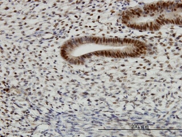 Monoclonal Anti-TFAP4 antibody produced in mouse