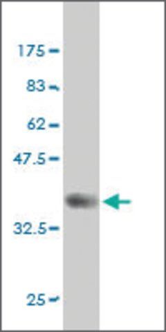 Monoclonal Anti-FYN antibody produced in mouse