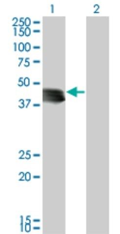 Monoclonal Anti-GENX-3414 antibody produced in mouse