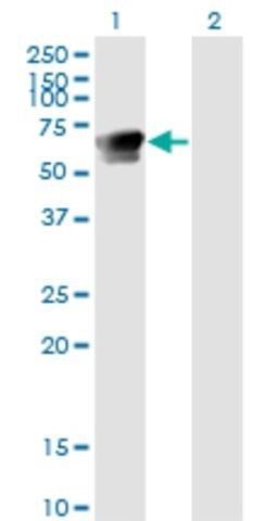 Monoclonal Anti-GRB7 antibody produced in mouse