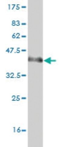 Monoclonal Anti-ZNF289 antibody produced in mouse