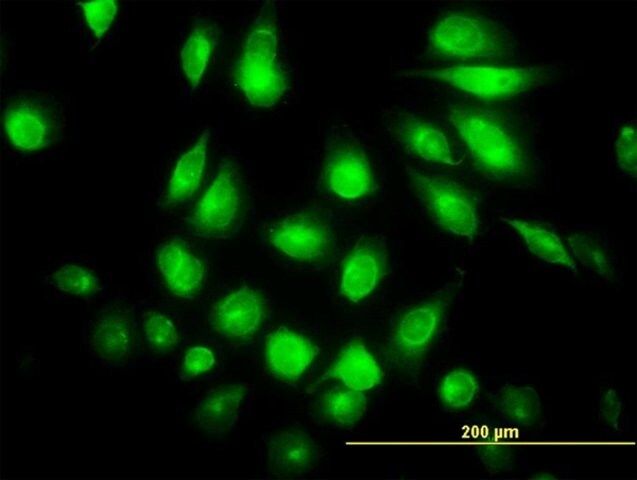 Monoclonal Anti-FLJ23356 antibody produced in mouse