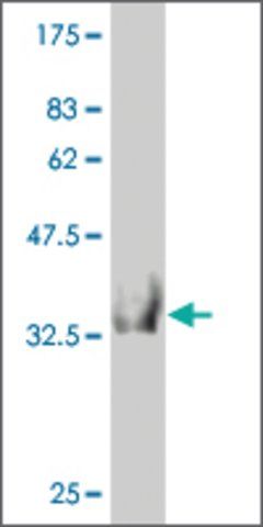 Monoclonal Anti-HOOK2 antibody produced in mouse