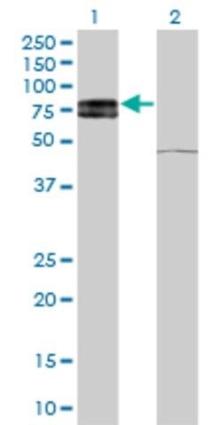 Monoclonal Anti-IL22RA1 antibody produced in mouse