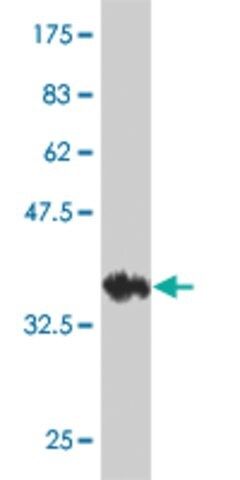 Monoclonal Anti-KCNK10 antibody produced in mouse