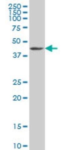 Monoclonal Anti-GDF11 antibody produced in mouse