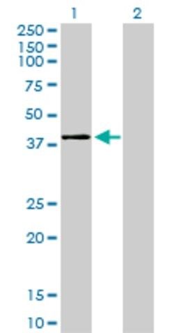 Monoclonal Anti-MAPK11 antibody produced in mouse