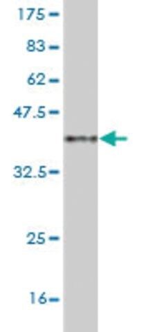 Monoclonal Anti-MAML2 antibody produced in mouse