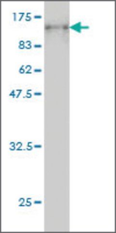 Monoclonal Anti-PCDHB16 antibody produced in mouse