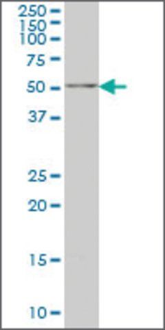 Monoclonal Anti-NARF antibody produced in mouse