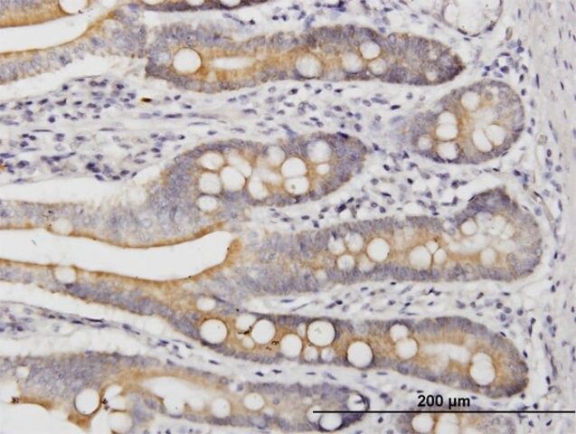 Monoclonal Anti-LIAS antibody produced in mouse