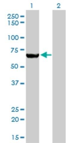 Monoclonal Anti-MTMR2 antibody produced in mouse