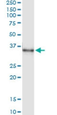 Monoclonal Anti-MSX1 antibody produced in mouse