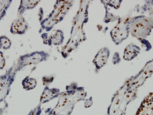 Monoclonal Anti-JMJD1C antibody produced in mouse