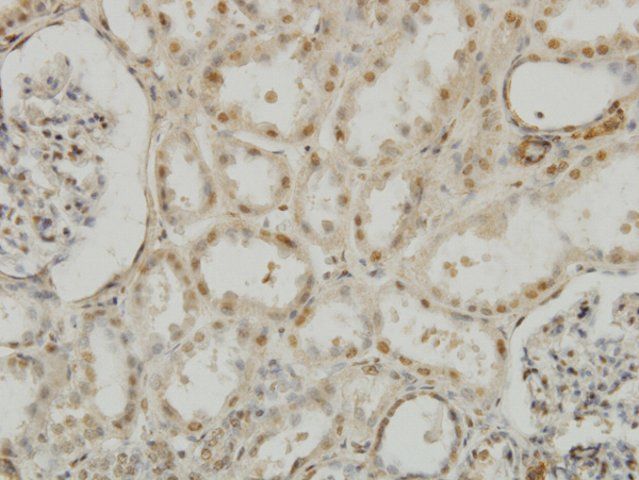 Monoclonal Anti-MEOX2 antibody produced in mouse