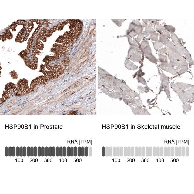 Monoclonal Anti-HSP90B1 antibody produced in mouse