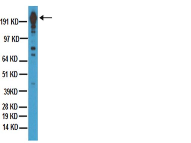 Anti-DYKDDDDK (FLAG<sup>®</sup> epitope tag) Antibody, clone 2EL-1B11