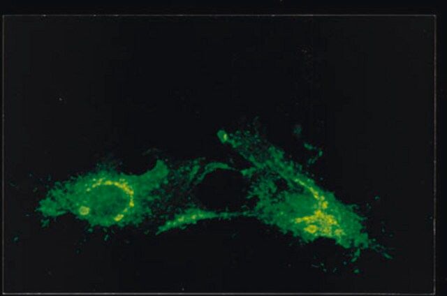 Anti-RSV Antibody, nucleoprotein, clone 130-12H