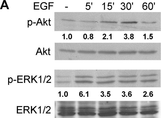 Monoclonal Anti-MAP Kinase, Activated (Diphosphorylated ERK-1&2) antibody produced in mouse