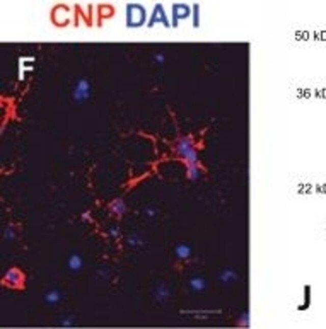 Monoclonal Anti-CNPase antibody produced in mouse