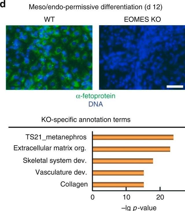 Monoclonal Anti--Fetoprotein (AFP) antibody produced in mouse