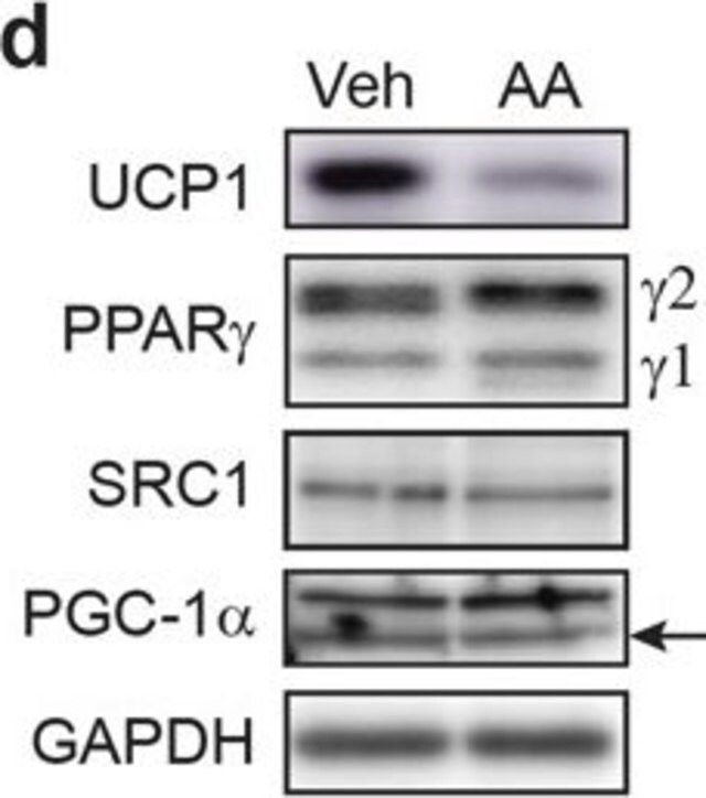 Anti-UCP-1 antibody produced in rabbit