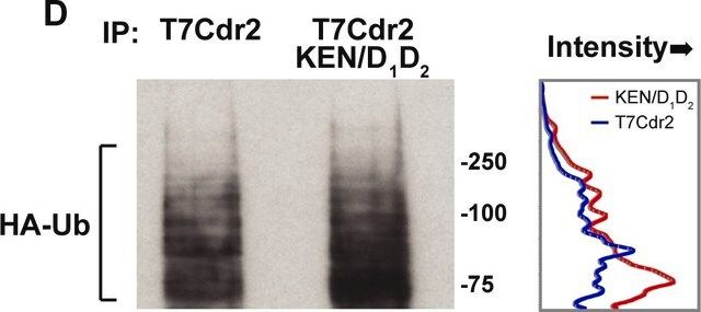 Anti-HA antibody produced in rabbit