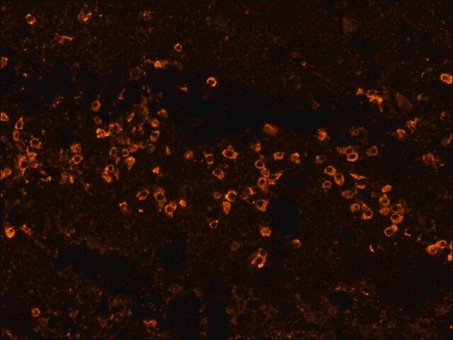 Anti-Human IgG (Fc specific)-Biotin antibody, Mouse monoclonal