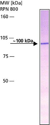 Anti-Amyloid Precursor Protein, N-Terminal antibody produced in rabbit