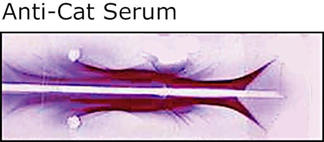 Anti-Cat Serum antibody produced in rabbit