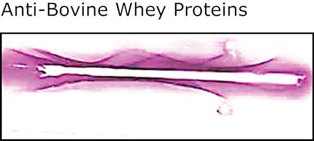 Anti- Bovine Whey Proteins, antibody produced in rabbit