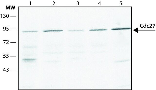 Anti-Cdc27 antibody,Mouse monoclonal