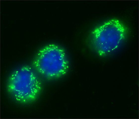 Anti-Centrin antibody produced in rabbit