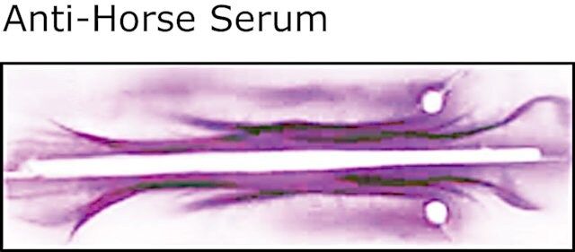 Anti-Horse Serum antibody produced in rabbit