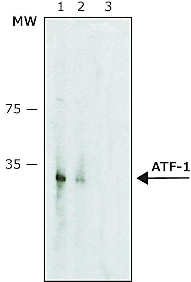 Anti-ATF-1 antibody produced in rabbit