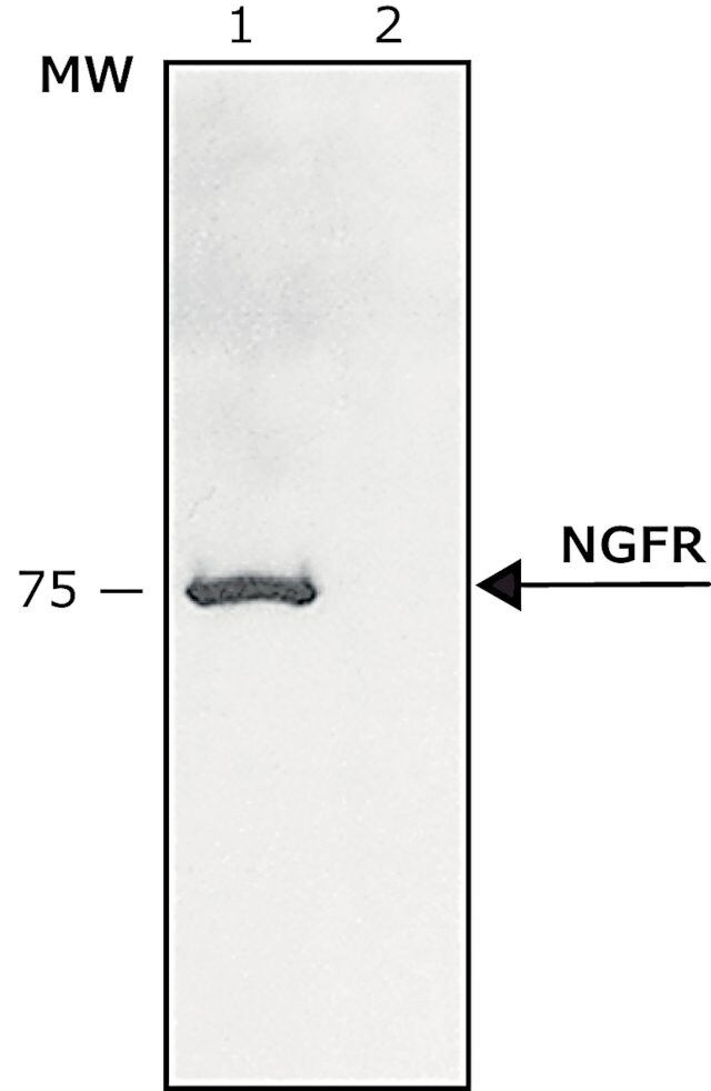 Anti-Nerve Growth Factor Receptor (NGFR p75) antibody produced in rabbit