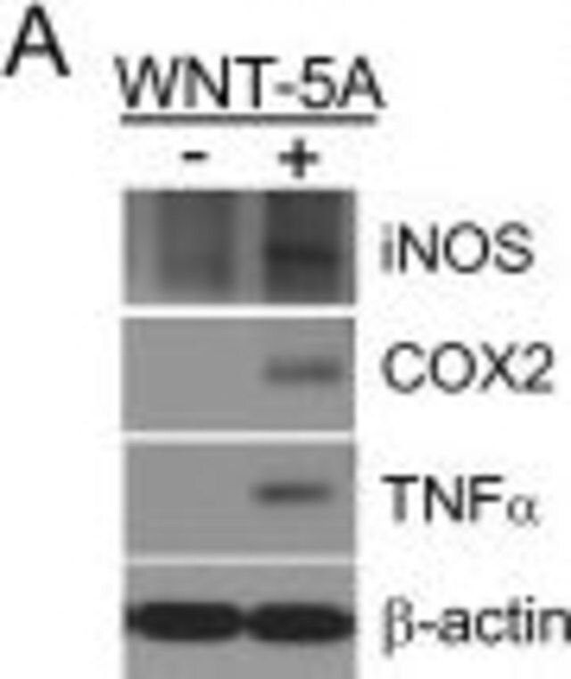 Anti-Nitric Oxide Synthase, Inducible antibody produced in rabbit