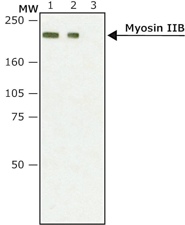 Anti-Myosin IIB, non-muscle antibody produced in rabbit