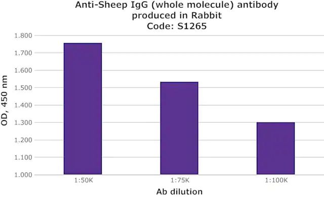 Anti-Sheep IgG (whole molecule) antibody produced in rabbit