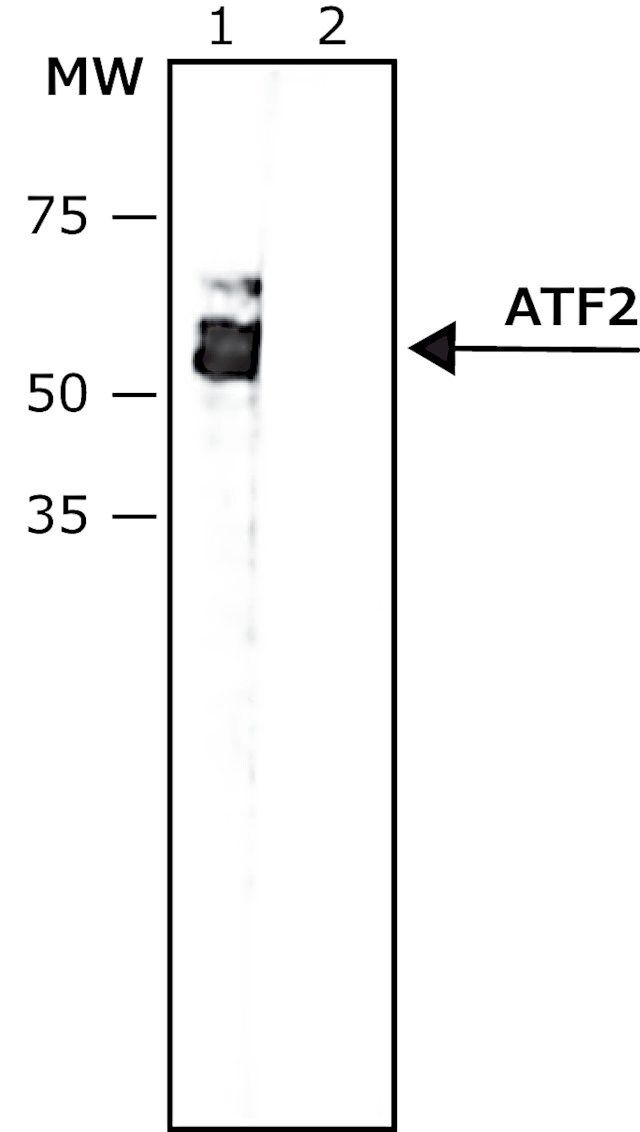 Anti-phospho-ATF-2 (pThr<sup>69,71</sup>) antibody, Mouse monoclonal