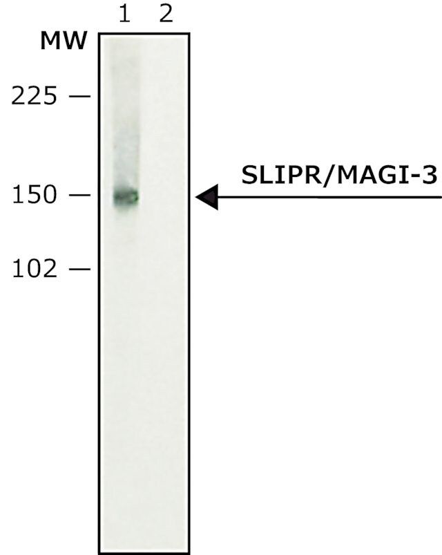 Anti-SLIPR/MAGI-3 antibody produced in rabbit