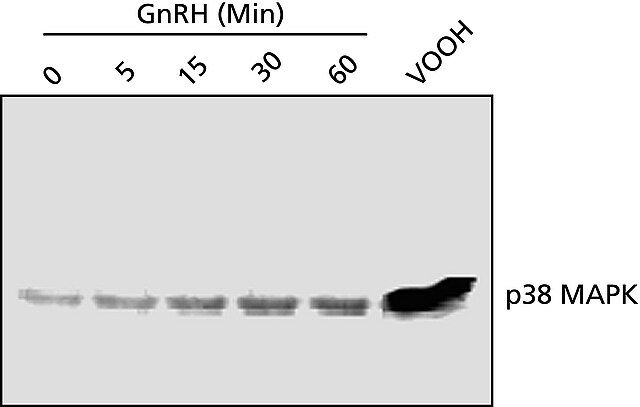 Anti-p38 MAP Kinase, Activated (Diphosphorylated p38) antibody, Mouse monoclonal