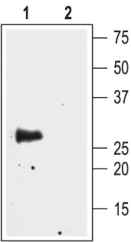 Anti-Water Channel Aquaporin 4 antibody produced in rabbit