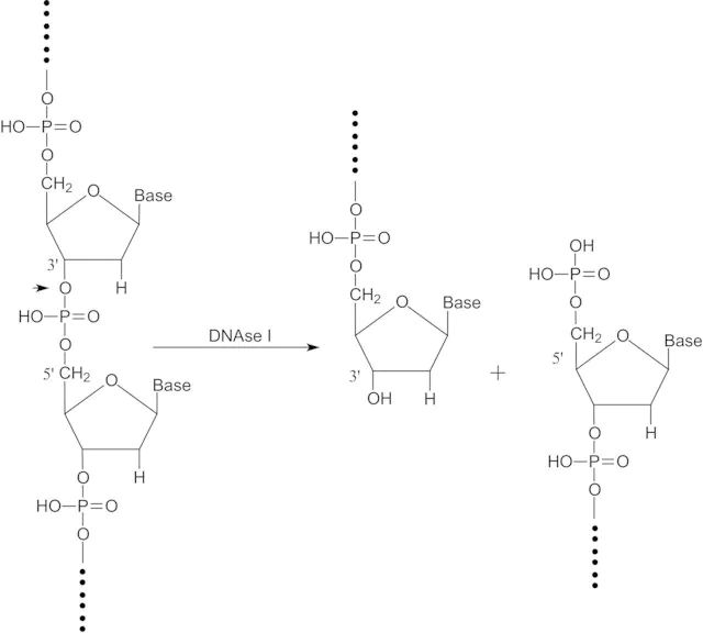 Deoxyribonuclease I bovine